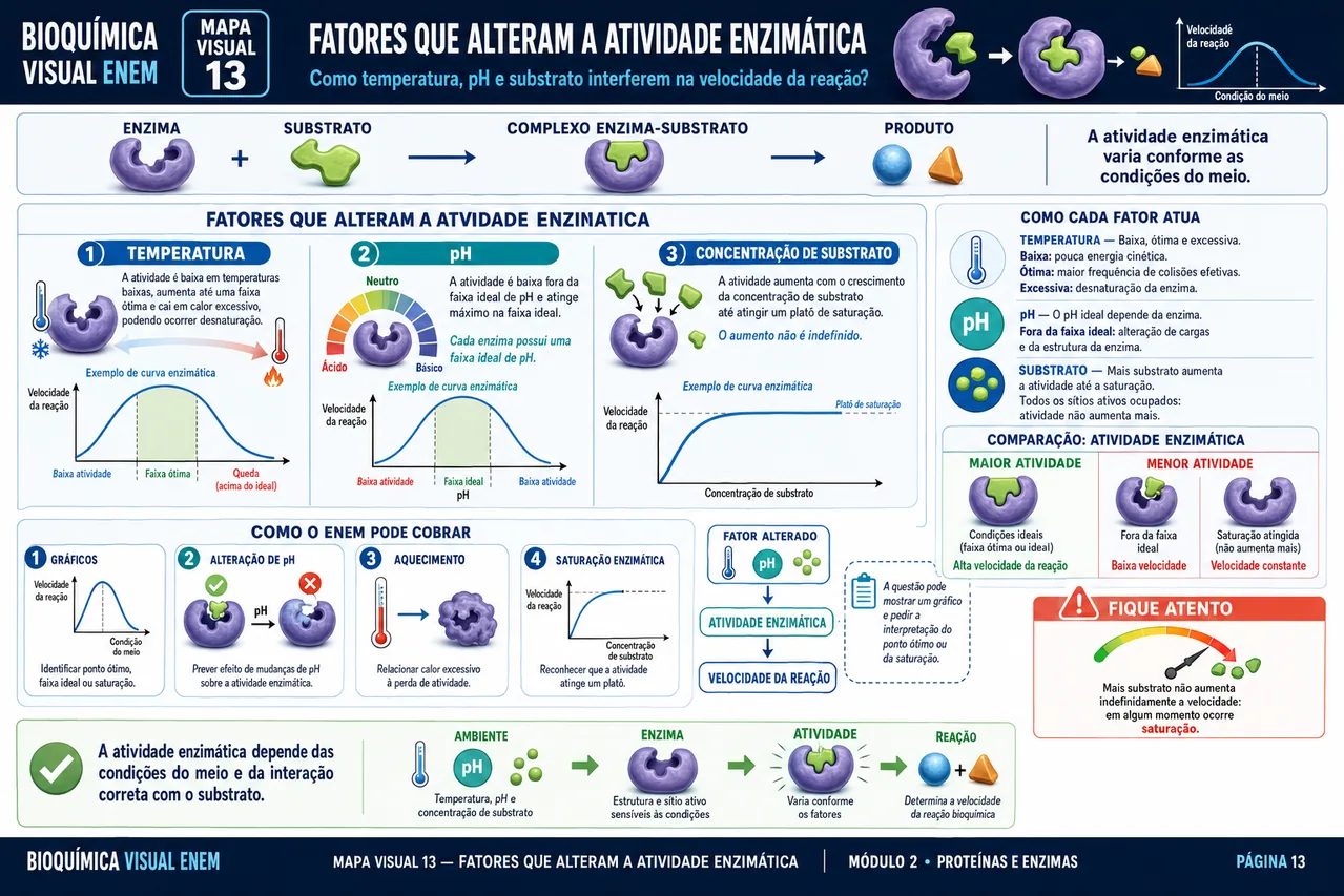 Mapa visual de Bioquímica sobre fatores que alteram a atividade enzimática