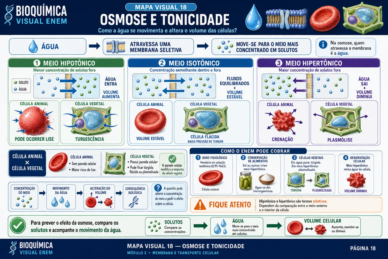 Mapa visual de Bioquímica sobre osmose e tonicidade celular