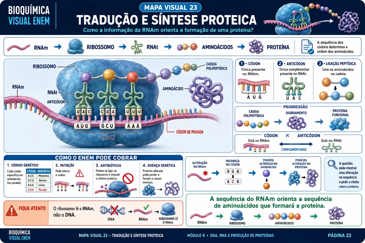 Mapa visual de Bioquímica sobre tradução e síntese proteica