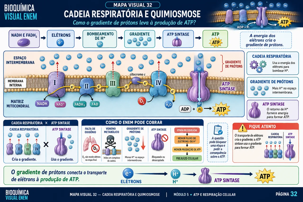 Mapa visual de Bioquímica sobre cadeia respiratória e quimiosmose